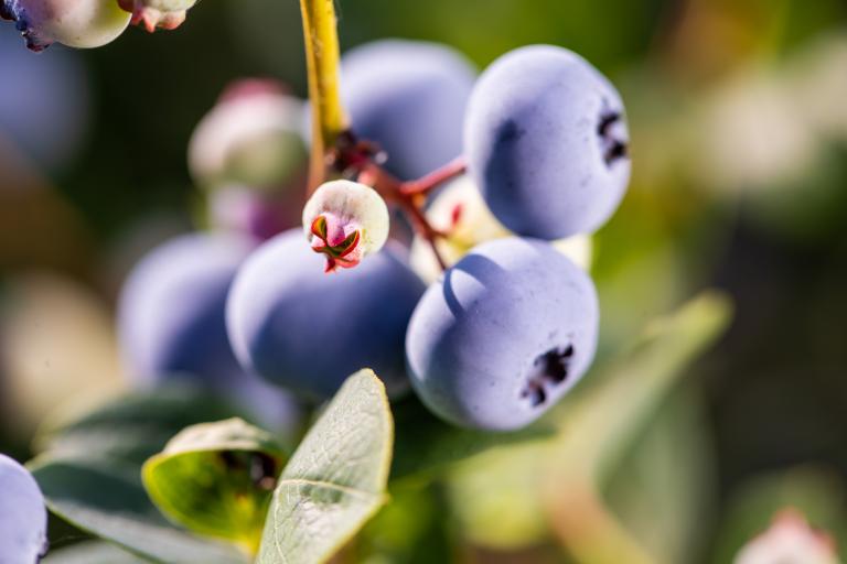 Heidelbeeren