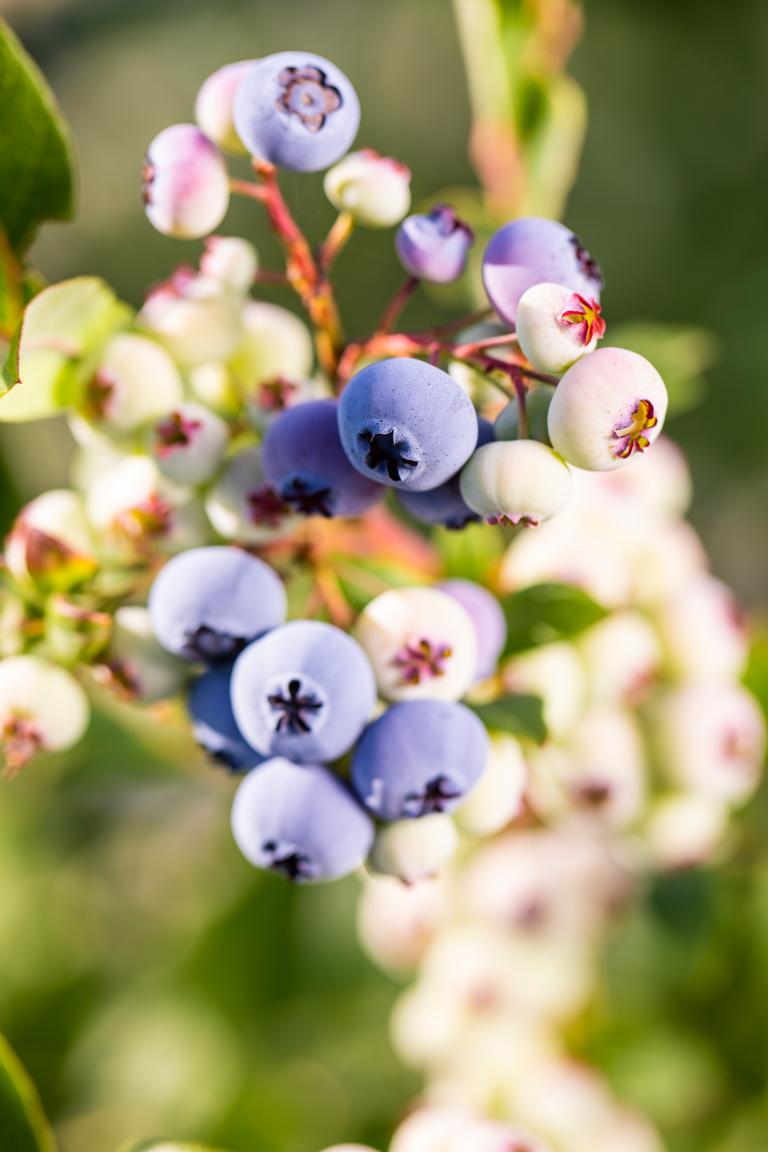 Heidelbeeren